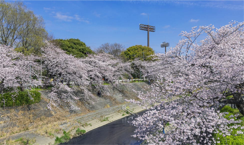 山崎川の桜